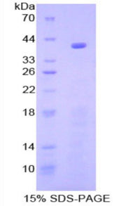 Figure 1. SDS-PAGE