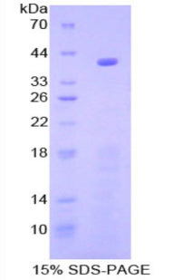 Figure 1. SDS-PAGE