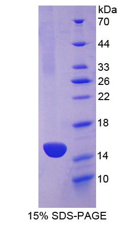 Figure 1. SDS-PAGE