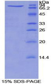Figure 1. SDS-PAGE