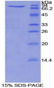 Figure 1. SDS-PAGE
