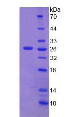 Figure 2. SDS-PAGE