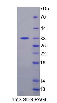 Figure 1. SDS-PAGE