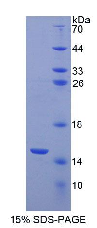 Figure 1. SDS-PAGE