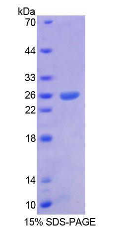 Figure 1. SDS-PAGE