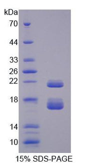 Figure 1. SDS-PAGE