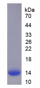 Figure 1. SDS-PAGE