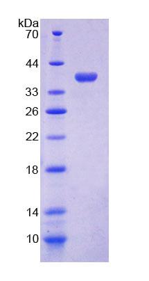 Figure 1. SDS-PAGE