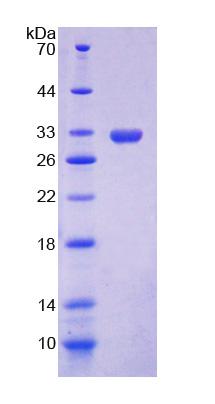 Figure 2. SDS-PAGE