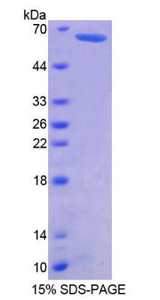 Figure 1. SDS-PAGE