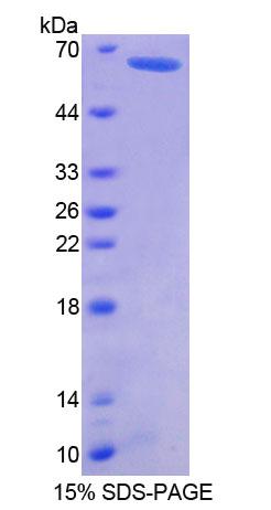 Figure 1. SDS-PAGE