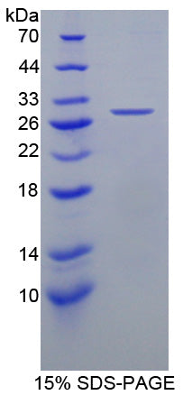 Figure 1. SDS-PAGE