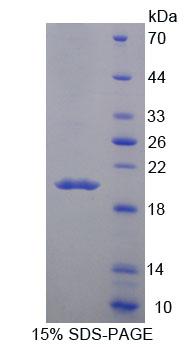 Figure 1. SDS-PAGE
