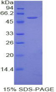 Figure 1. SDS-PAGE