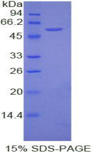 Figure 1. SDS-PAGE