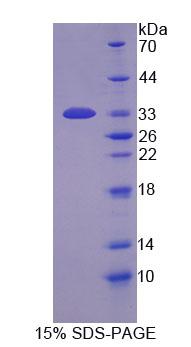 Figure 1. SDS-PAGE