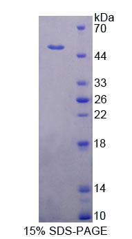 Figure 1. SDS-PAGE