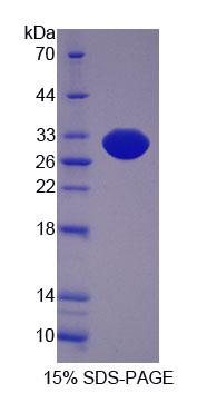 Figure 1. SDS-PAGE