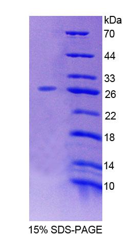 Figure 1. SDS-PAGE