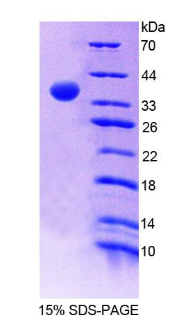 Figure 1. SDS-PAGE