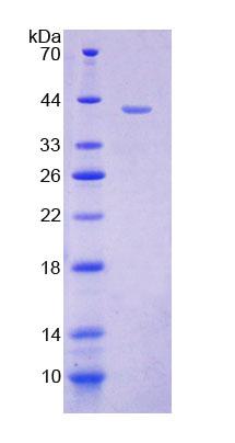 Figure 1. SDS-PAGE