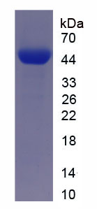 Figure 1. SDS-PAGE