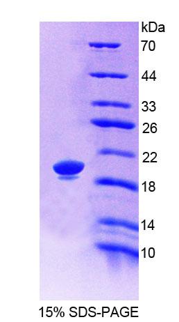 Figure 1. SDS-PAGE