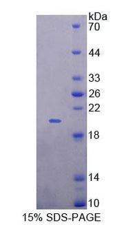 Figure 1. SDS-PAGE