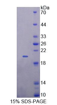 Figure 1. SDS-PAGE