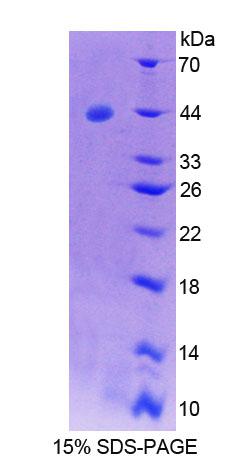 Figure 1. SDS-PAGE