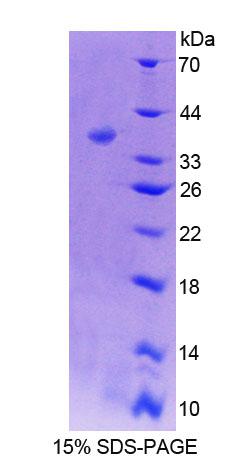 Figure 1. SDS-PAGE