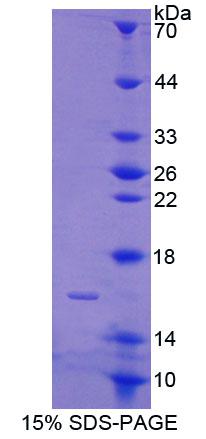 Figure 1. SDS-PAGE