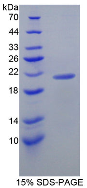 Figure 1. SDS-PAGE