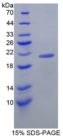 Figure 1. SDS-PAGE