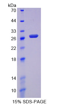 Figure 1. SDS-PAGE
