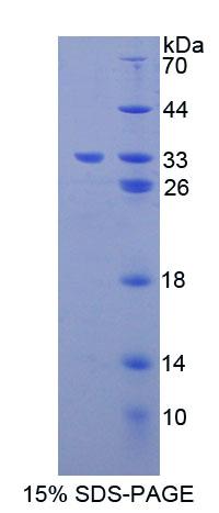 Figure 1. SDS-PAGE