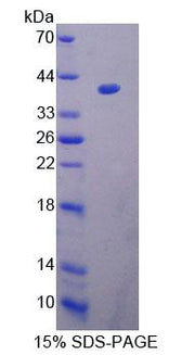 Figure 1. SDS-PAGE