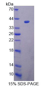 Figure 1. SDS-PAGE