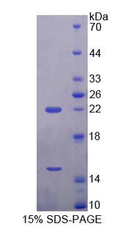 Figure 1. SDS-PAGE