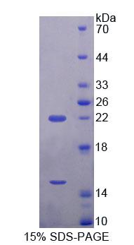 Figure 1. SDS-PAGE