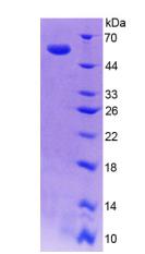 Figure 2. SDS-PAGE