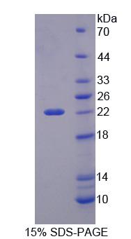 Figure 1. SDS-PAGE