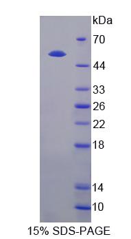 Figure 1. SDS-PAGE