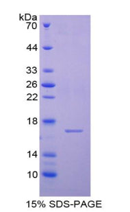 Figure 1. SDS-PAGE