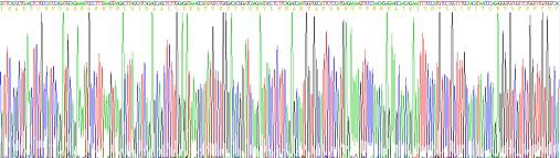 Recombinant Mouse Transmembrane Protein 27 (TMEM27)