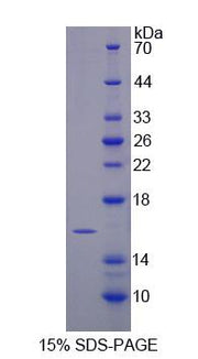 Figure 1. SDS-PAGE