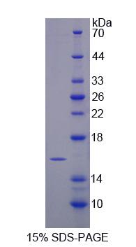 Figure 1. SDS-PAGE