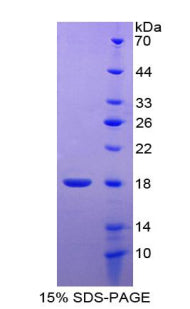 Figure 1. SDS-PAGE