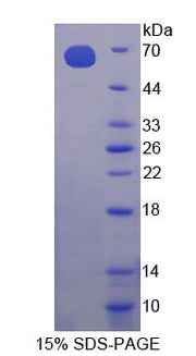 Figure 1. SDS-PAGE