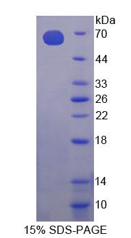 Figure 1. SDS-PAGE